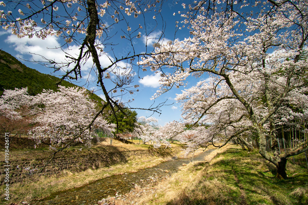 河川敷の桜 河川敷の桜