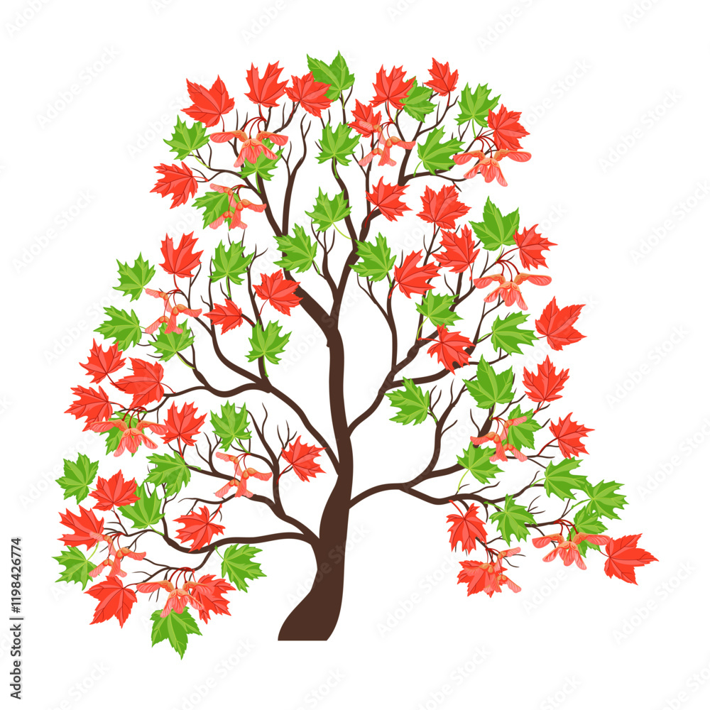 Naklejka premium vector drawing red maple tree with green and red leaves and seeds , Acer rubrum isolated at white background, hand drawn illustration