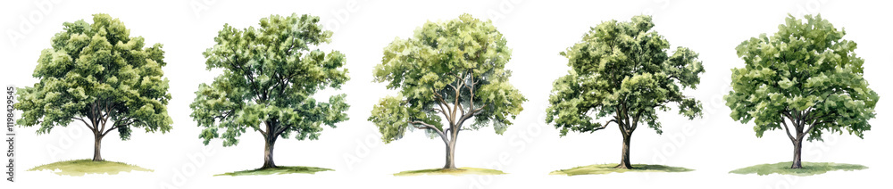 Obraz premium PNG Five watercolor trees beautifully illustrated set, isolated on transparent background