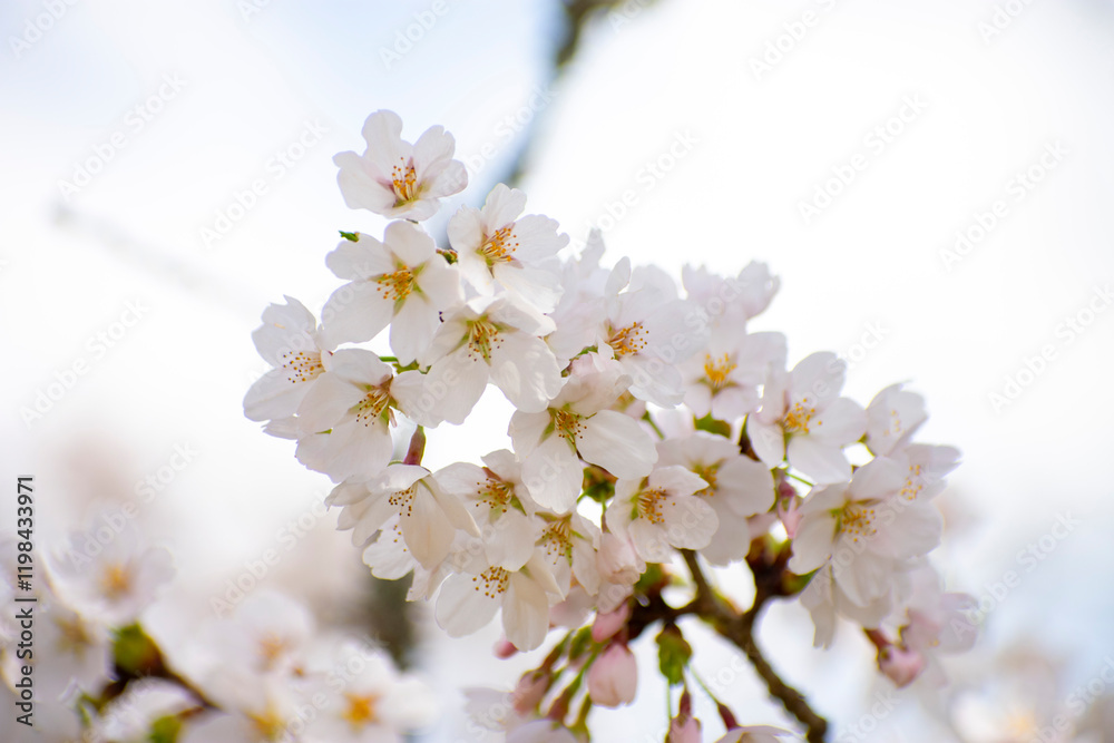日本人が好む桜であるソメイヨシノ 日本人が好む桜であるソメイヨシノ