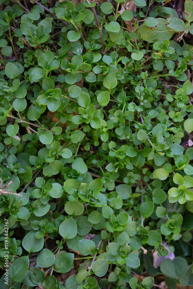 botanical background of chickweed in a garden botanical background of chickweed in a garden