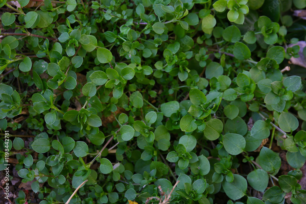 Fototapeta premium botanical background of chickweed in a garden