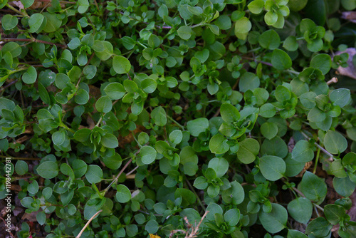botanical background of chickweed in a garden