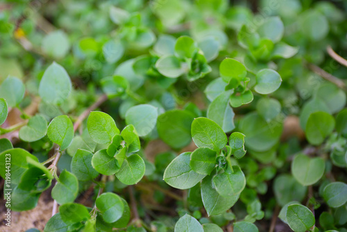 botanical background of chickweed in a garden