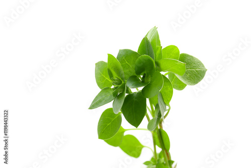 young leaves of chickweed isolated on a white background