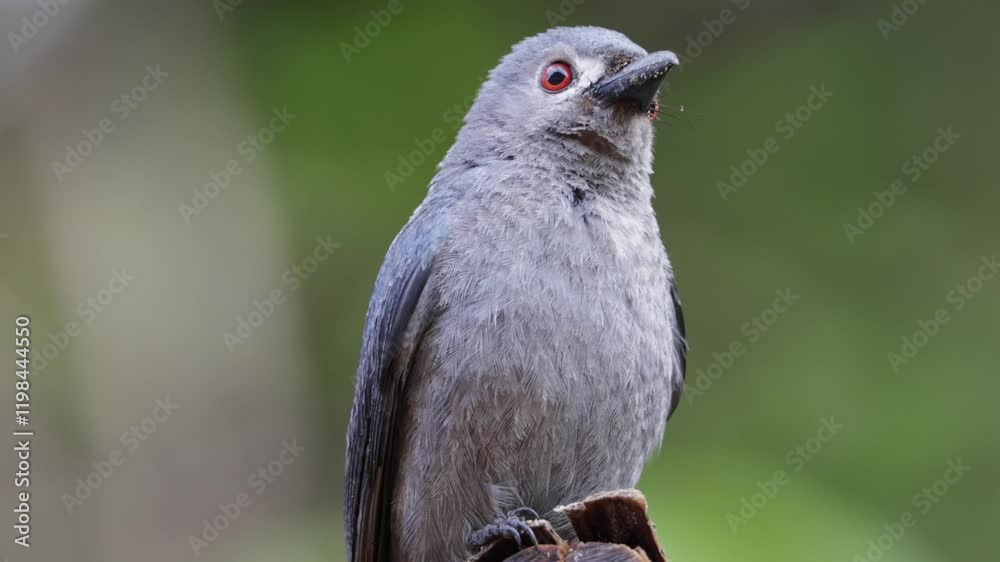 Close-up beautiful wildlife bird Ashy Drongo with blur background for wallpaper and background use Close-up beautiful wildlife bird Ashy Drongo with blur background for wallpaper and background use