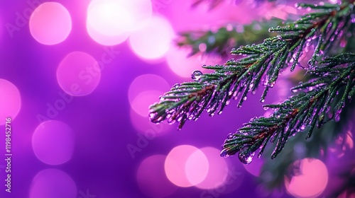 Dew-covered pine branch against purple bokeh background.