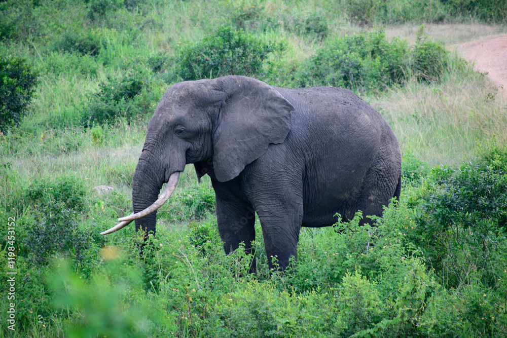 Fototapeta premium African Elephant Grazing