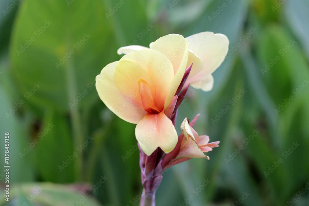 Fototapeta premium Blooming canna lily flower with green leaves