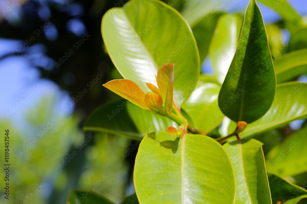 Fresh green leaves of garcinia cowa (Garcinia Cowa Roxb)