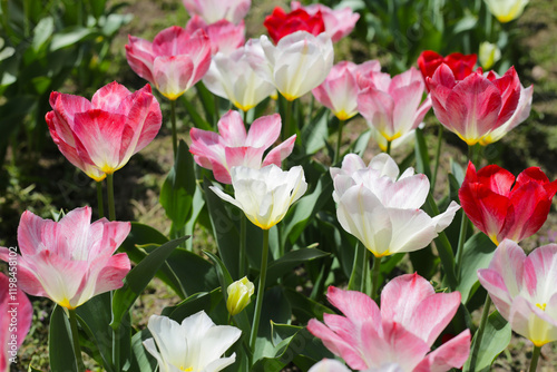 Beautiful tulip flower garden. The Expo 70 Commemorative Park, Osaka, Japan
