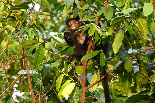 Canvas Print Raffles' Banded Langur