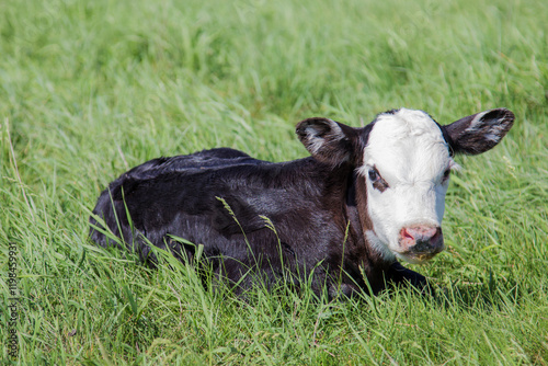 black baldy calf
