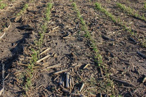 hail damaged soybeans