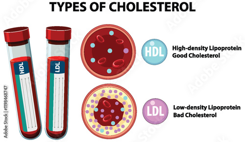 Understanding Cholesterol Types and Functions