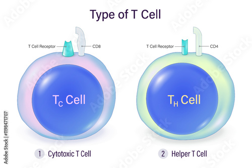 Types of T Cell. T-Lymphocytes. Cytotoxic T cell and Helper T cell. Human adaptive immune system. Specific immune response. photo