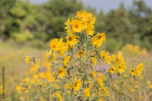 Blooming maximilian sunflower plant