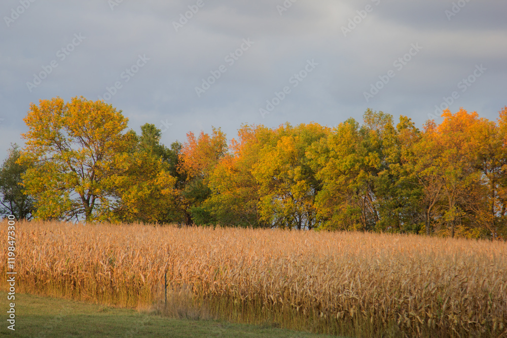 Fototapeta premium autumn trees with corn