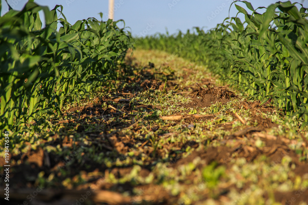 Obraz premium dying weeds between rows of corn