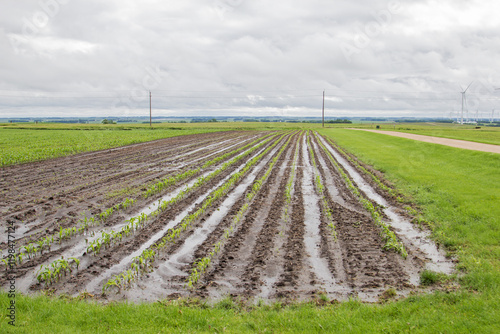 saturated soil in a corn field