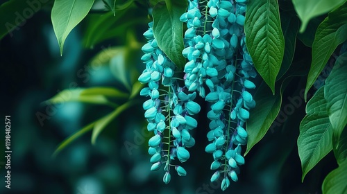 A rare view of a jade vine Strongylodon macrobotrys with its vibrant green and blue flowers cascading down. photo