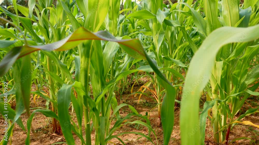 acercamiento de sembradio de maiz elotes en rancho paisaje de cultivo de maiz lleno de milpa para la siembra de elote trabajo de agricultores campo organico