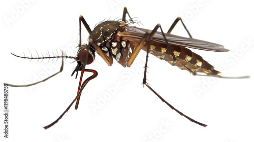 Mosquito, isolated on transparent background