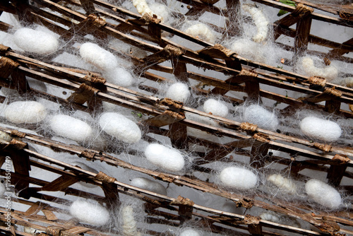 silkworm cocoon pupa pupae farm sericulture silk