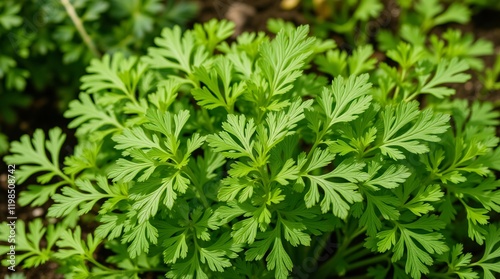 A detailed view of lush green leaves from a scented geranium plant illuminated by sunlight