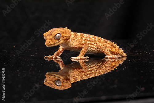 Centralian Knob-Tailed Gecko (Nephrurus amyae) on a black background.	 photo