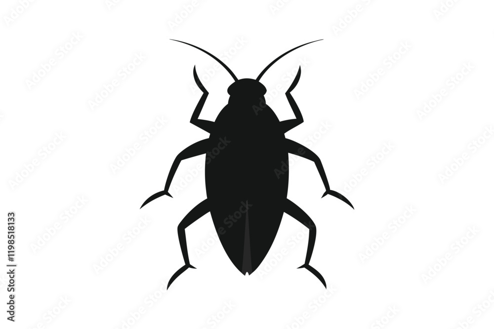 black and white beetle black and white beetle