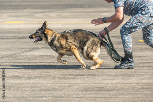 Smart police dog demonstrations to attack the enemy.K9 military dog unit.K-9 training service dogs for police.Soldier with his german shepherd dog.Animal danger.