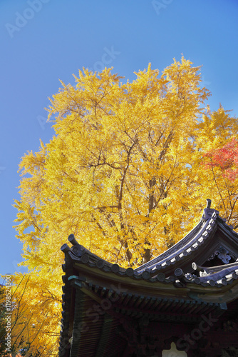 日本の横浜の冬の日本庭園。 photo