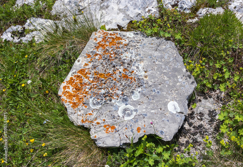 the structure of the stone bottom of the shallow river , drawings on the surface of the stones and bizarre patterns photo