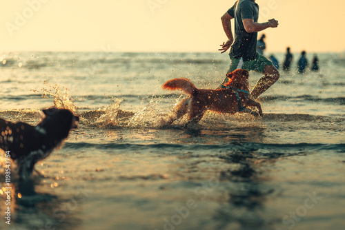 A dog is playing in the sea with its owner during sunset.