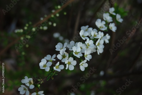 枝が曲線を描く photo