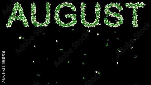 Beautiful illustration of August text with green leaves and white daisy flowers on plain black background