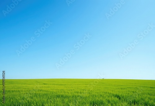 Expansive field of vibrant green wheat under a clear blue sky.