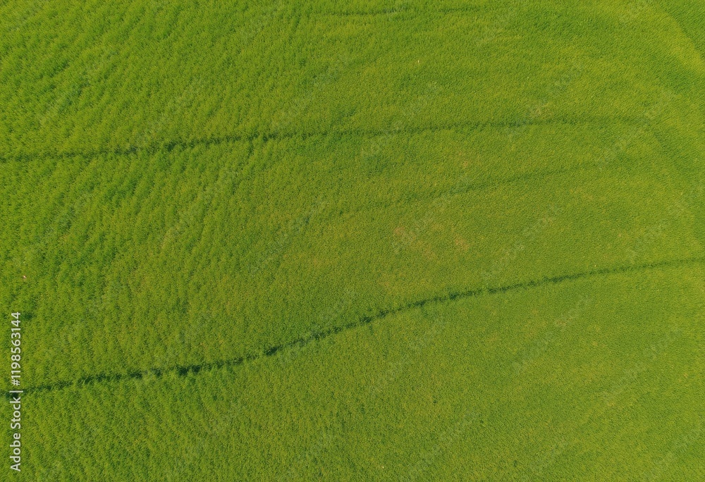High-Angle View of a Lush Green Field with Distinct Rows High-Angle View of a Lush Green Field with Distinct Rows