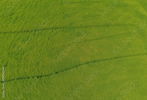 High-Angle View of a Lush Green Field with Distinct Rows