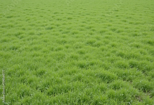 High-angle view of vibrant green grass field