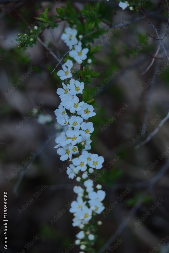 枝が曲線を描く