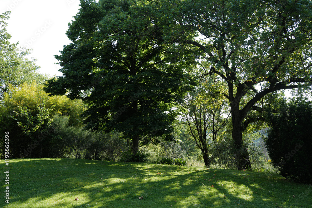 Natural landscape of big green tree in grassy garden park Natural landscape of big green tree in grassy garden park