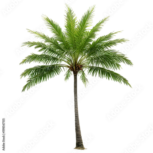 Collection of Palm Trees, Palm tree isolated on white background, 3D rendering of coconut palm trees