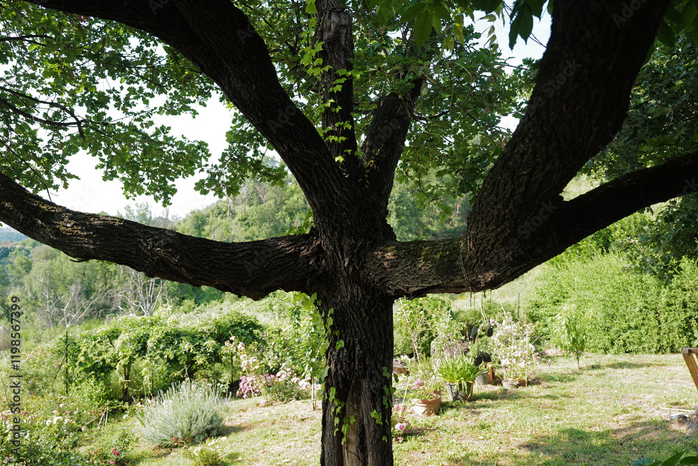 Natural landscape of big green tree in grassy garden park Natural landscape of big green tree in grassy garden park