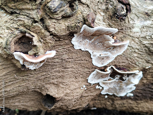 Mushrooms on dry wood, Shaped like half a plate. Wood fungus or ear fungus. Polyporus Trametes versicolor (Coriolus versicolor, Polyporus versicolor) beautiful natural mushroom texture.