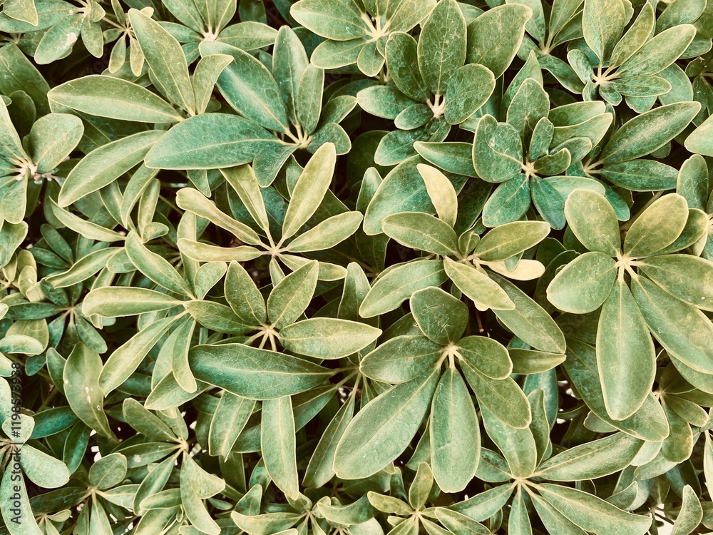 Fototapeta premium Natural green bay leaf background.