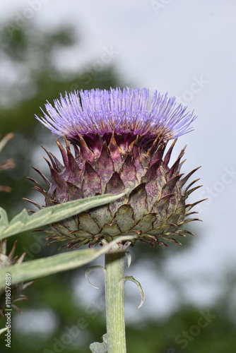 Flower Purple-65