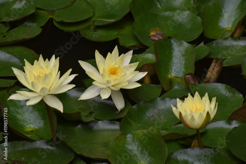 Flower Yellow-41