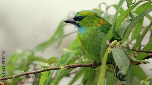 Golden-naped barbet displaying its vibrant plumage while perched on a branch